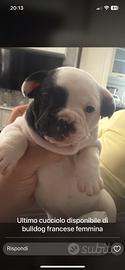 Ultimo cucciolo bulldog francese femmina