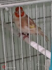 Cardellina bruno pastello