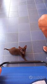 Chihuahua