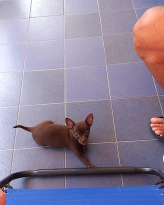 Chihuahua