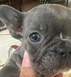 Buldog francese