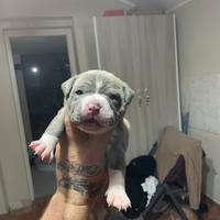 Cuccioli amstaff blue