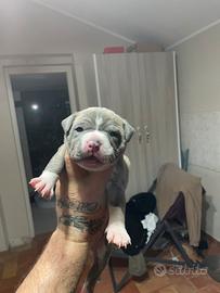 Cuccioli amstaff blue
