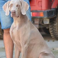 Weimaraner disponibile per monte