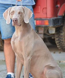 Weimaraner disponibile per monte