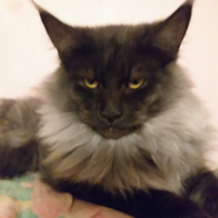 Maine coon maschio per monta