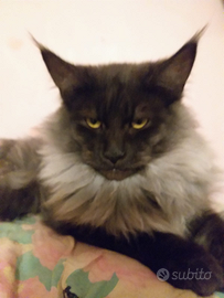 Maine coon maschio per monta