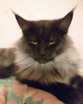 Maine coon maschio per monta