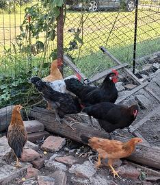 Gruppo polli