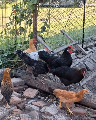 Gruppo polli