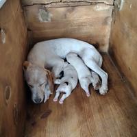 Cuccioli per caccia al coniglio nei rovi