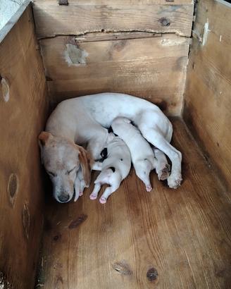 Cuccioli per caccia al coniglio nei rovi