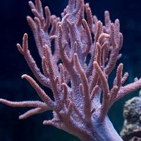 Sinularia rosa