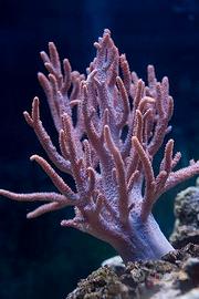 Sinularia rosa