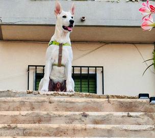 Cucciolo di 5 mesi