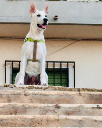 Cucciolo di 5 mesi