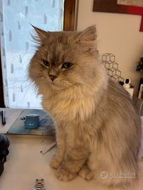 Riproduzione gatto persiano maschio