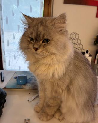 Riproduzione gatto persiano maschio