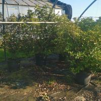 Osmanthus o Olea fragrans