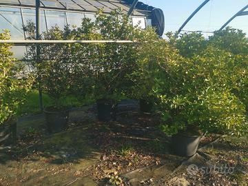 Osmanthus o Olea fragrans