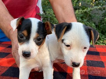 Jack Russell cuccioli