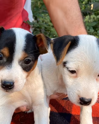 Jack Russell cuccioli