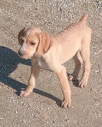 Cani caccia