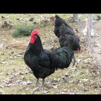 Australorp, tacchini, trote, api + regina + casa