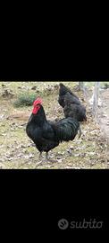 Australorp, tacchini, trote, api + regina + casa