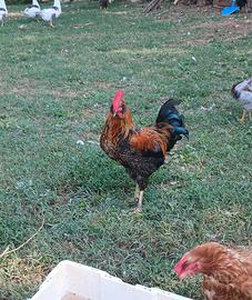 Gallo