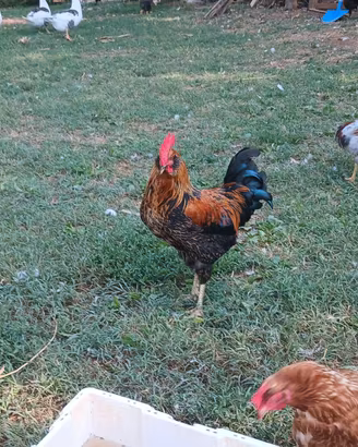 Gallo