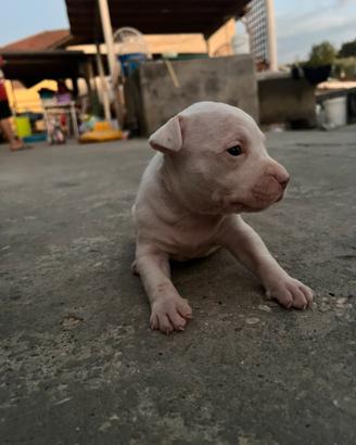 Cucciolo Pitbull UKC femmina