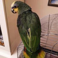 Splendida Femmina di pappagallo Amazzone