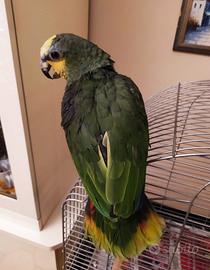 Splendida Femmina di pappagallo Amazzone