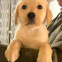 Cuccioli selezionati di Labrador Retriver