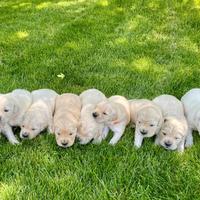 Cuccioli di Golden Retriever