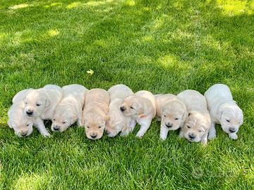Cuccioli di Golden Retriever