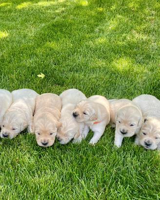 Cuccioli di Golden Retriever