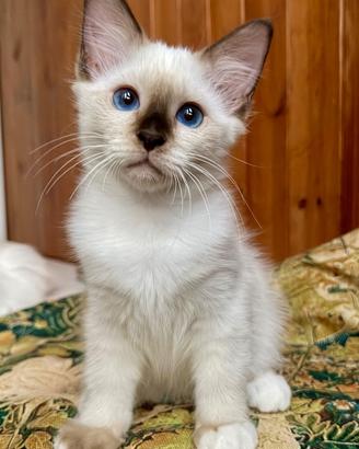 Sacro di Birmania - cuccioli disponibili