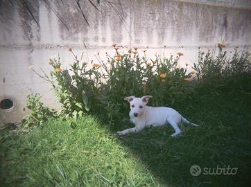 Cuccioli tipo Pastore Svizzero bianco pelo corto