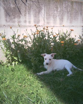 Cuccioli tipo Pastore Svizzero bianco pelo corto