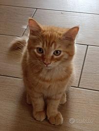 CUCCIOLI DI ANGORA TURCO 