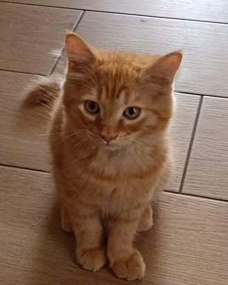 CUCCIOLI DI ANGORA TURCO 