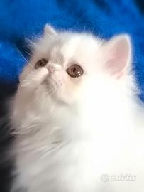 Persiani ed exotic shorthair cuccioli