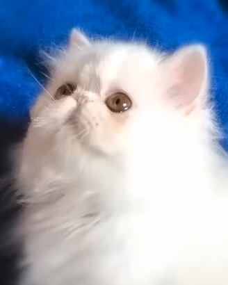 Persiani ed exotic shorthair cuccioli