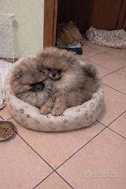 Volpino pomerania con pedigree enci