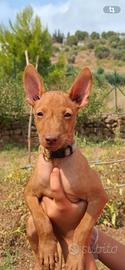 Cucciola di cirneco dell’Etna con pedigree