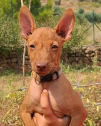 Cucciola di cirneco dell’Etna con pedigree