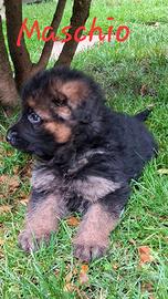 Cuccioli pastore tedesco
