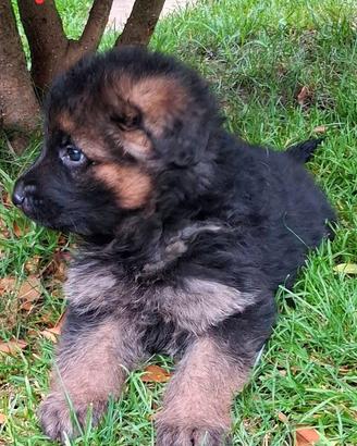 Cuccioli pastore tedesco